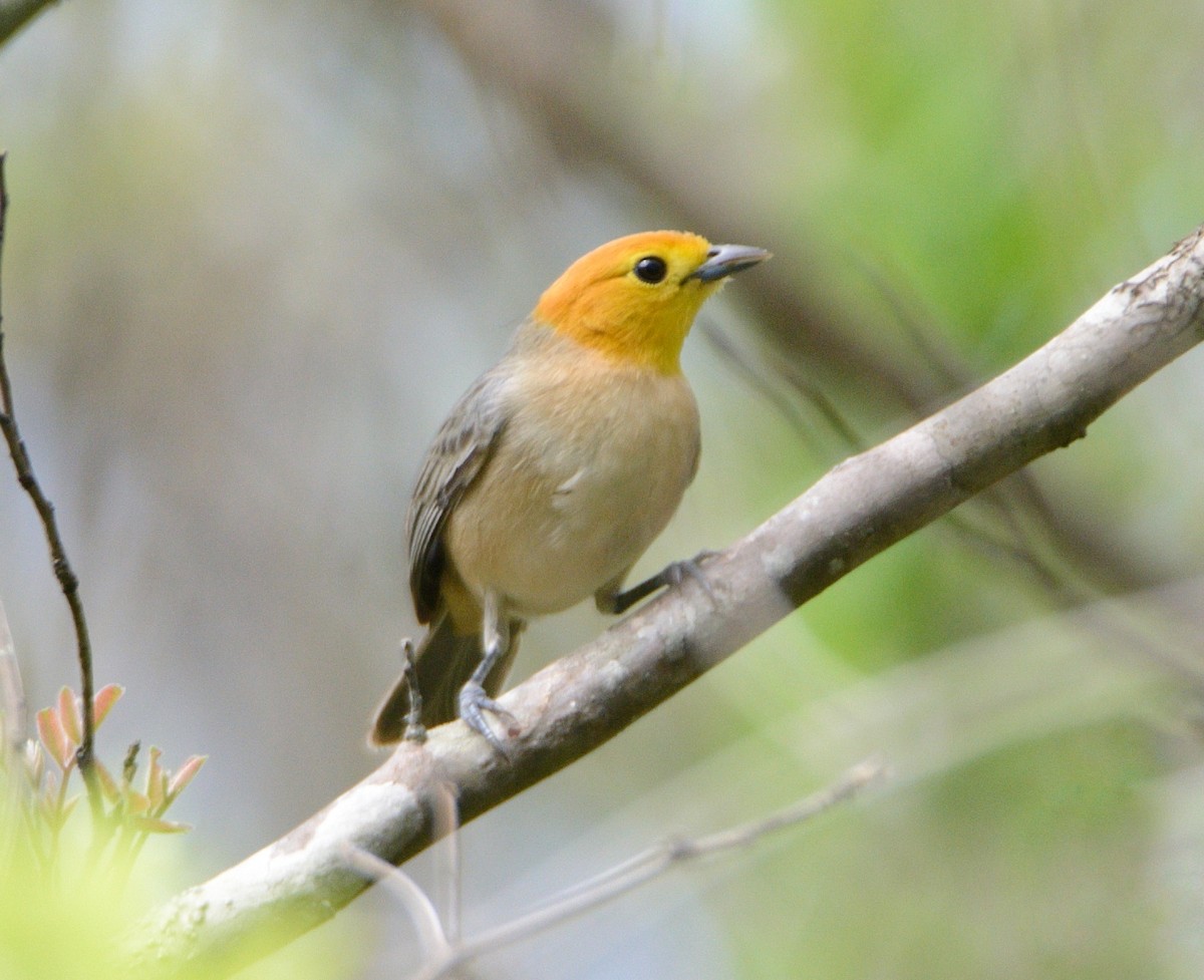 Orange-headed Tanager - Fausto Araujo