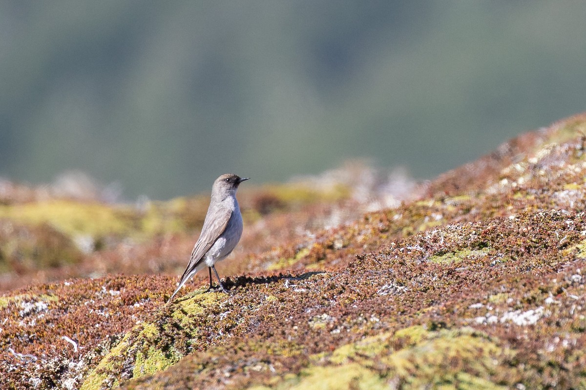 Maskengrundtyrann - ML505432871