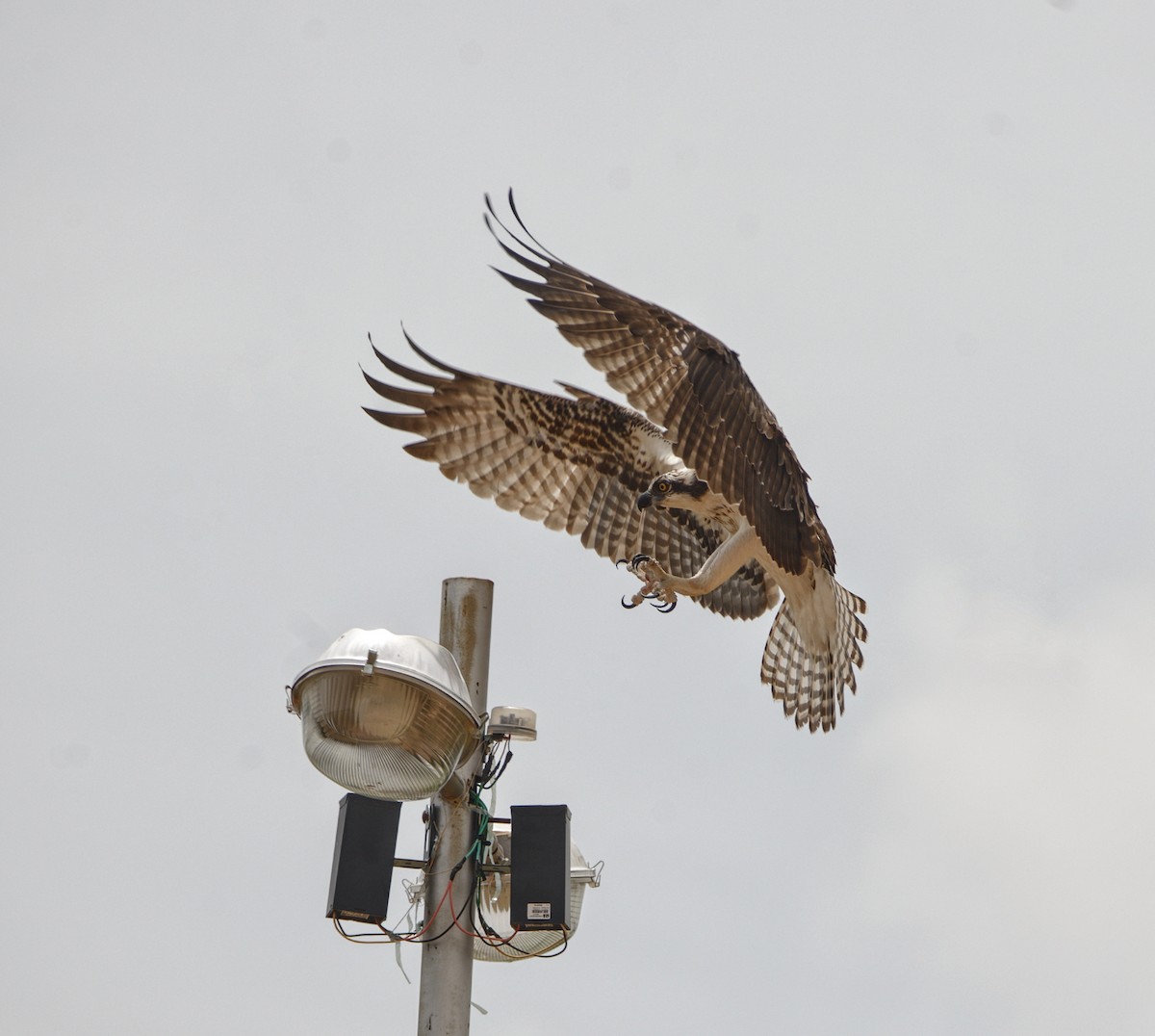 魚鷹 - ML505432911