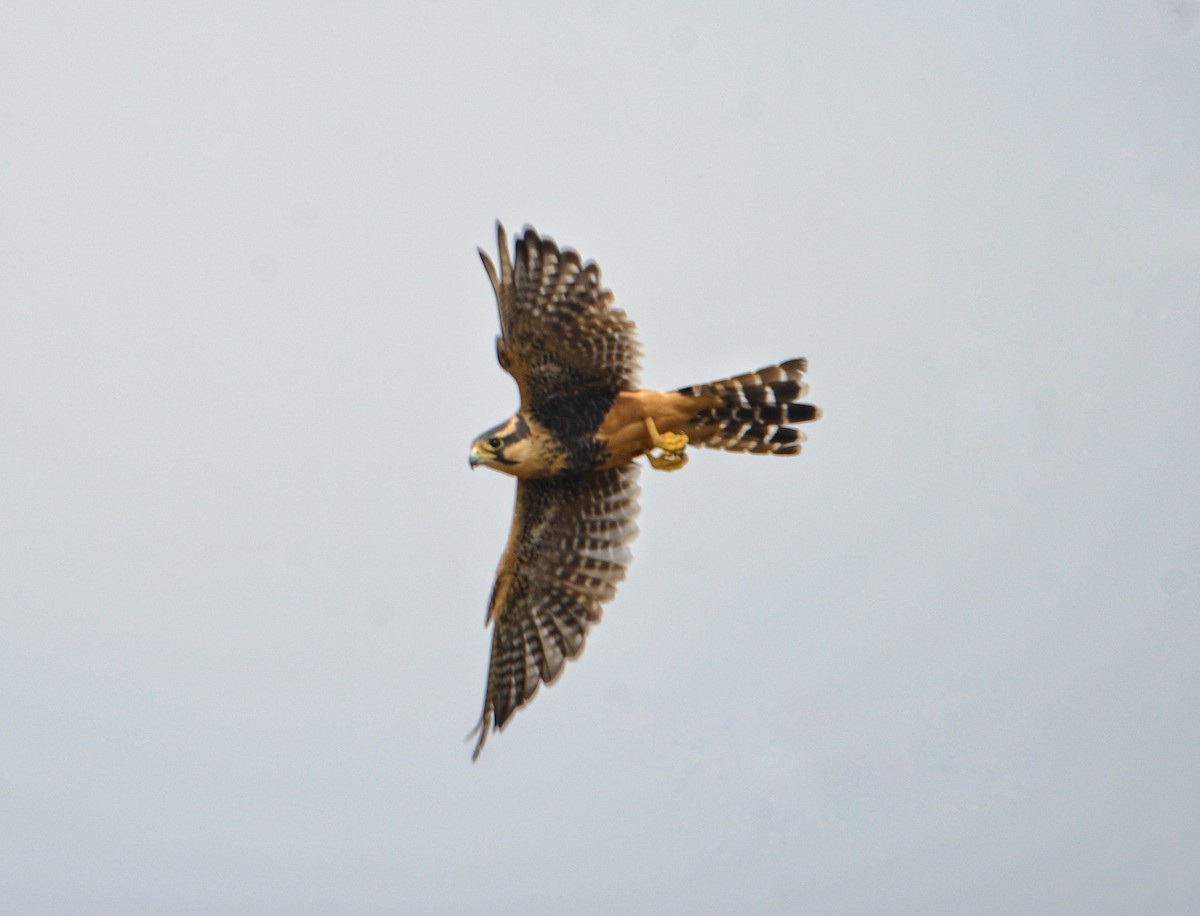 Aplomado Falcon - ML505433141