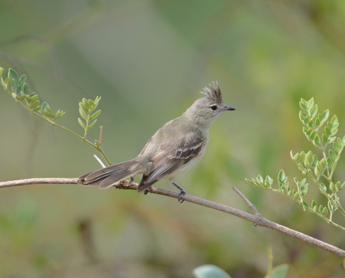 Plain-crested Elaenia - ML505433201