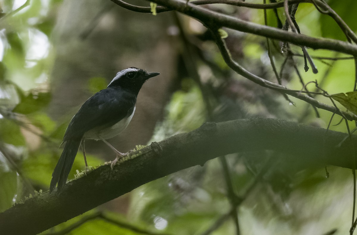 ビサヤシキチョウ - ML505433851