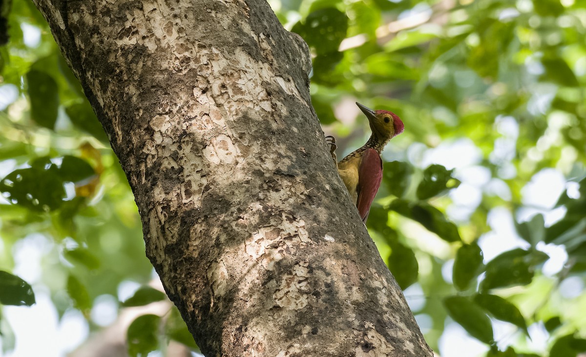 Yellow-faced Flameback - ML505435141