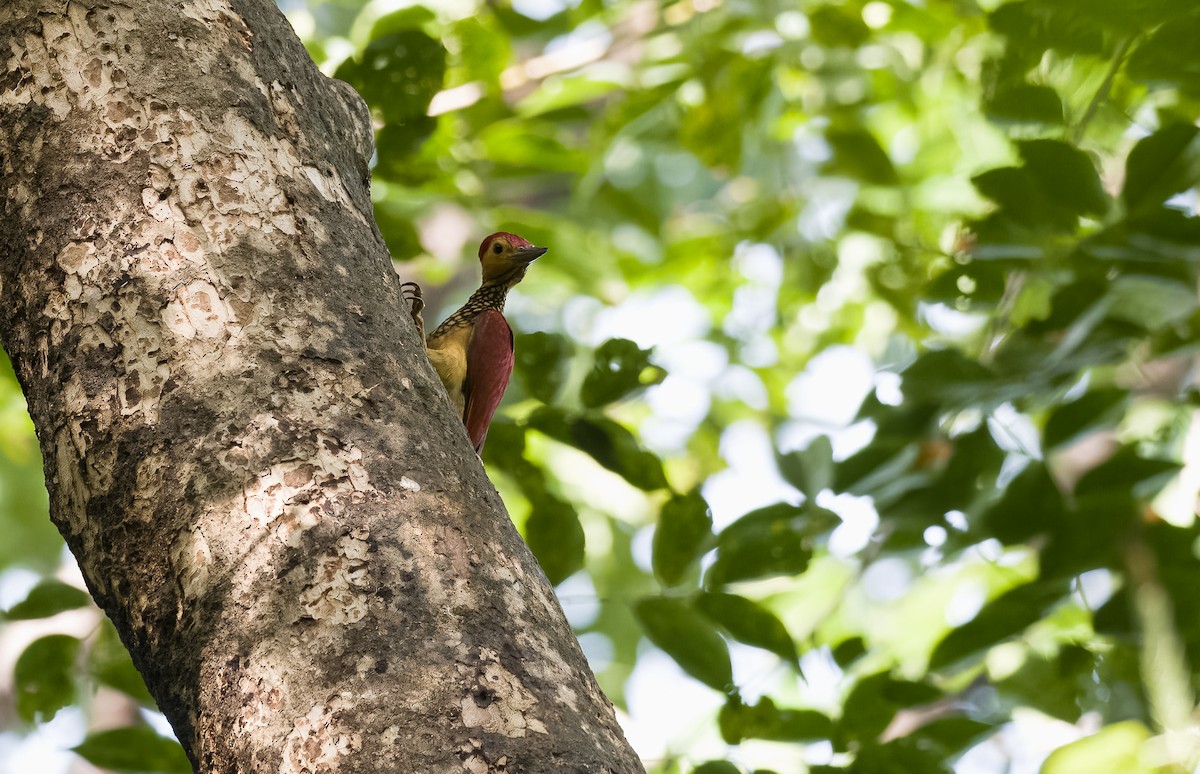 Yellow-faced Flameback - Forest Botial-Jarvis