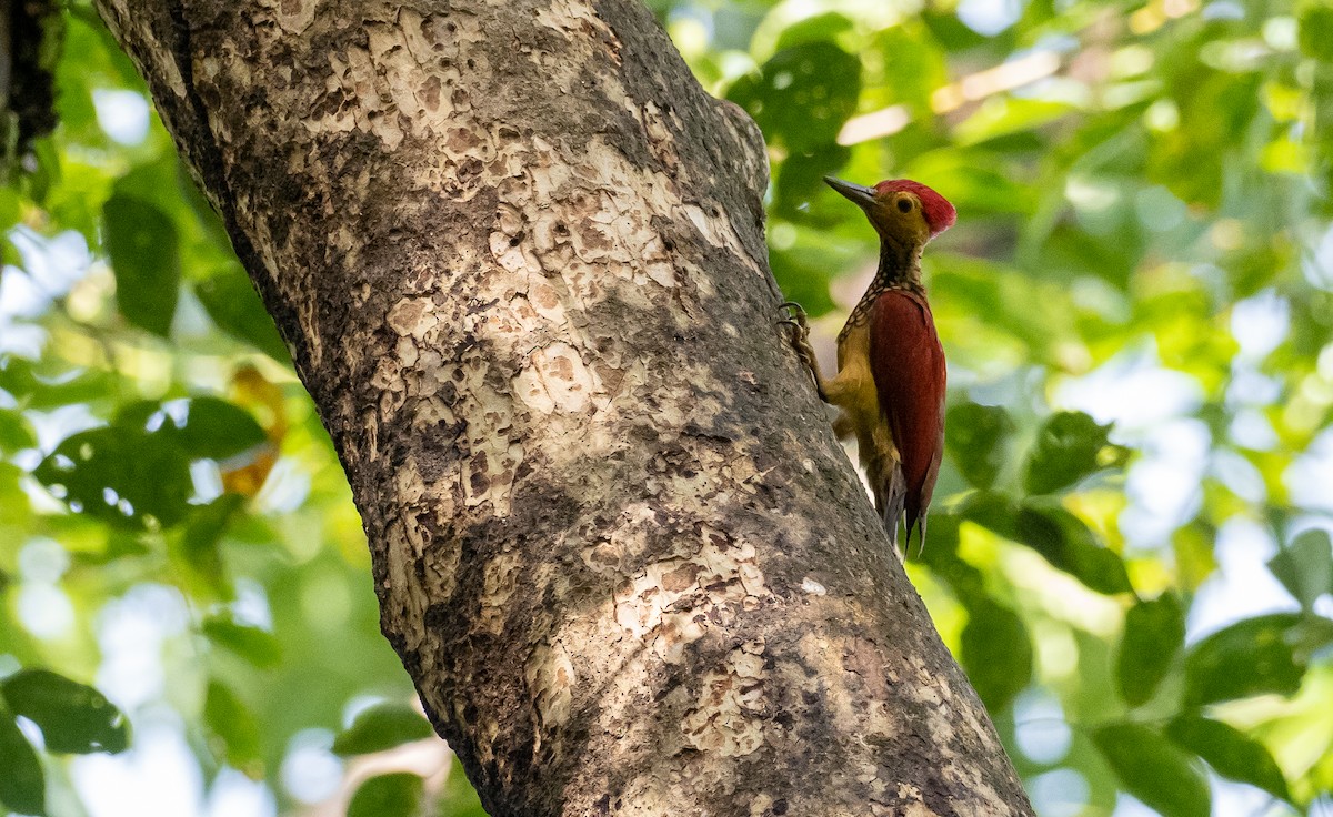 Yellow-faced Flameback - Forest Botial-Jarvis