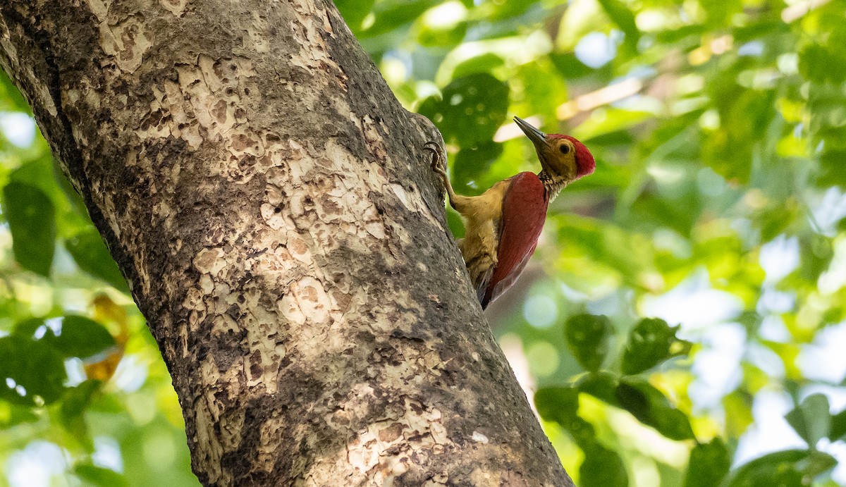 Yellow-faced Flameback - Forest Botial-Jarvis