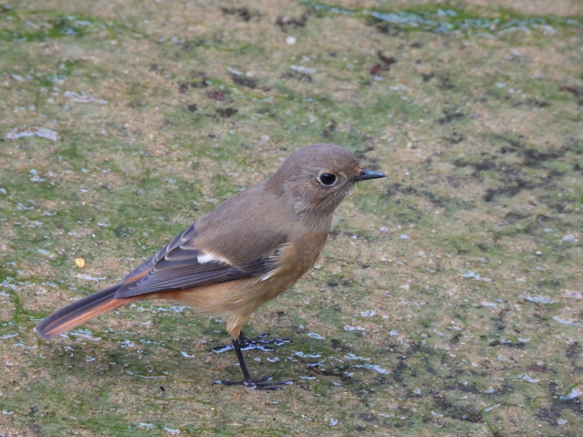 Daurian Redstart - ML505435491