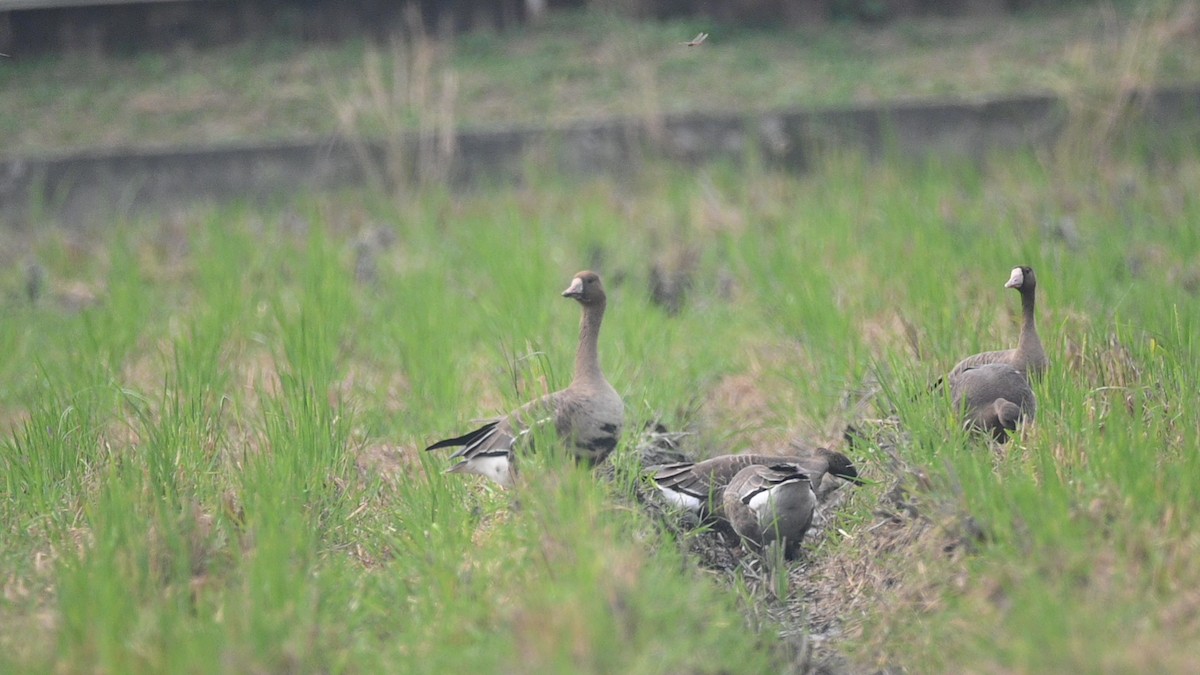 Greater White-fronted Goose - ML505436171