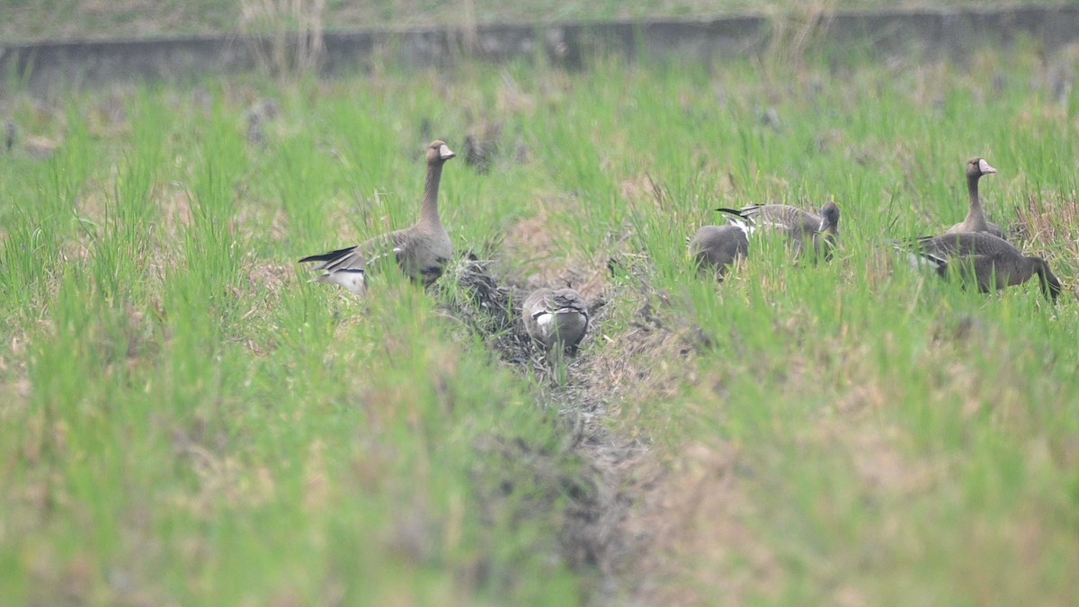 Greater White-fronted Goose - ML505436181