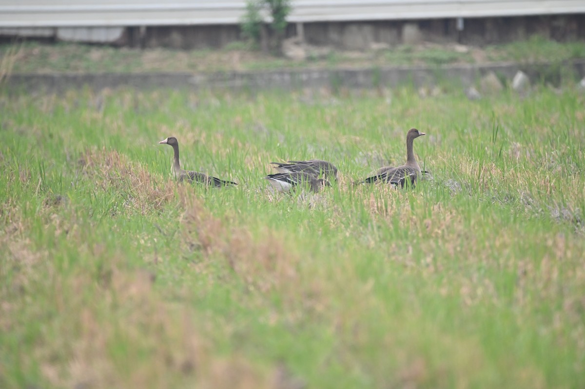 Greater White-fronted Goose - ML505436201