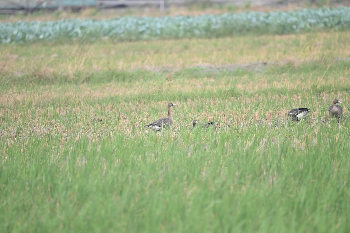 Greater White-fronted Goose - ML505436211