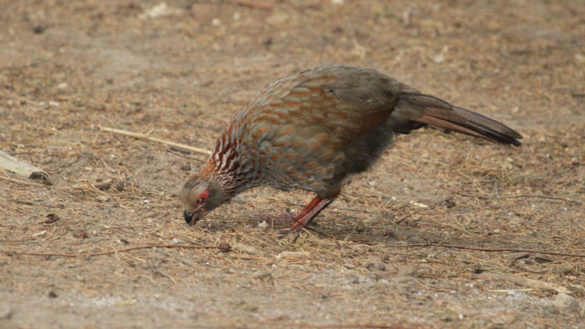 Buffy-crowned Wood-Partridge - Curtis McCamy