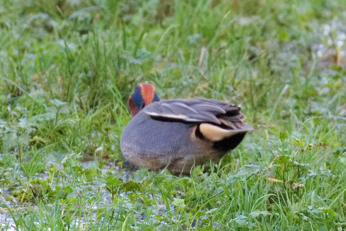 Green-winged Teal (Eurasian) - ML505437511