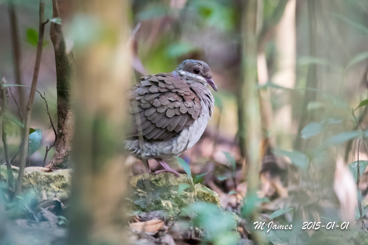 Key West Quail-Dove - ML505437671