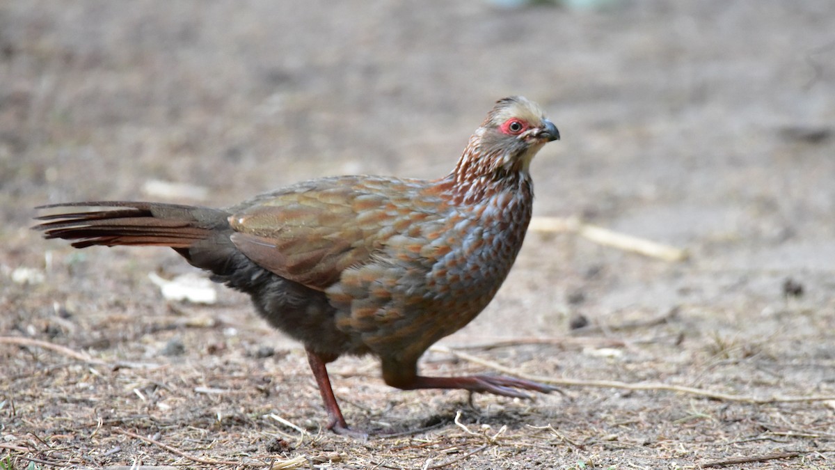 Buffy-crowned Wood-Partridge - ML50543791