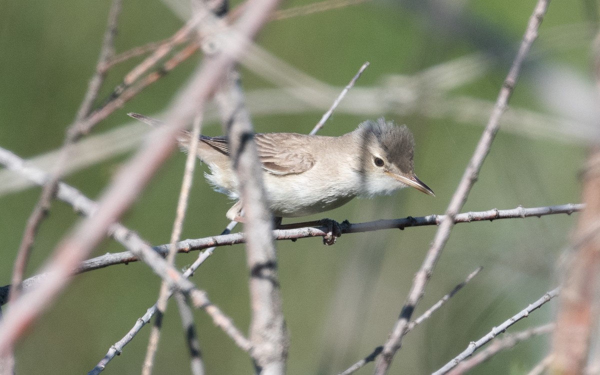 Eastern Olivaceous Warbler - ML505439441