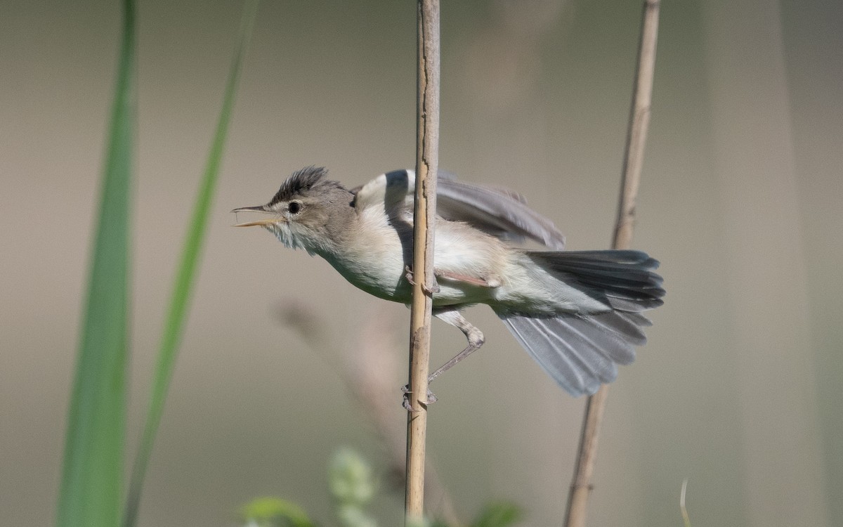 Eastern Olivaceous Warbler - ML505439451