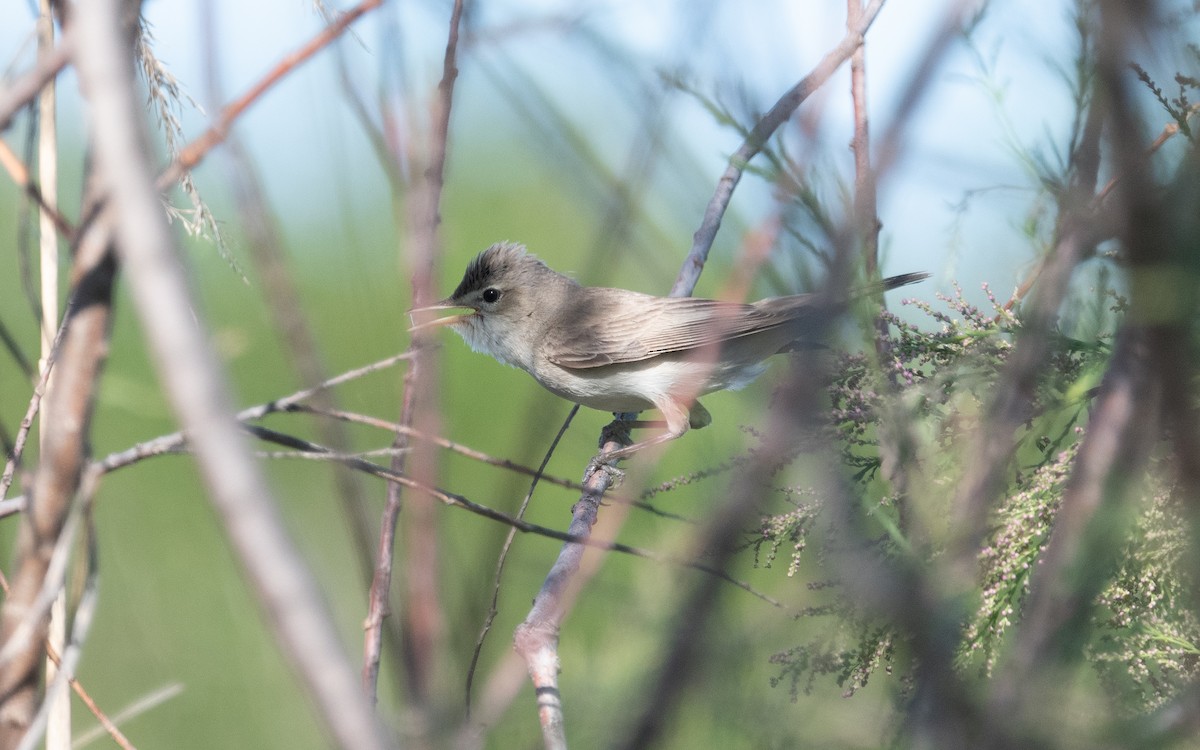 Eastern Olivaceous Warbler - ML505439461