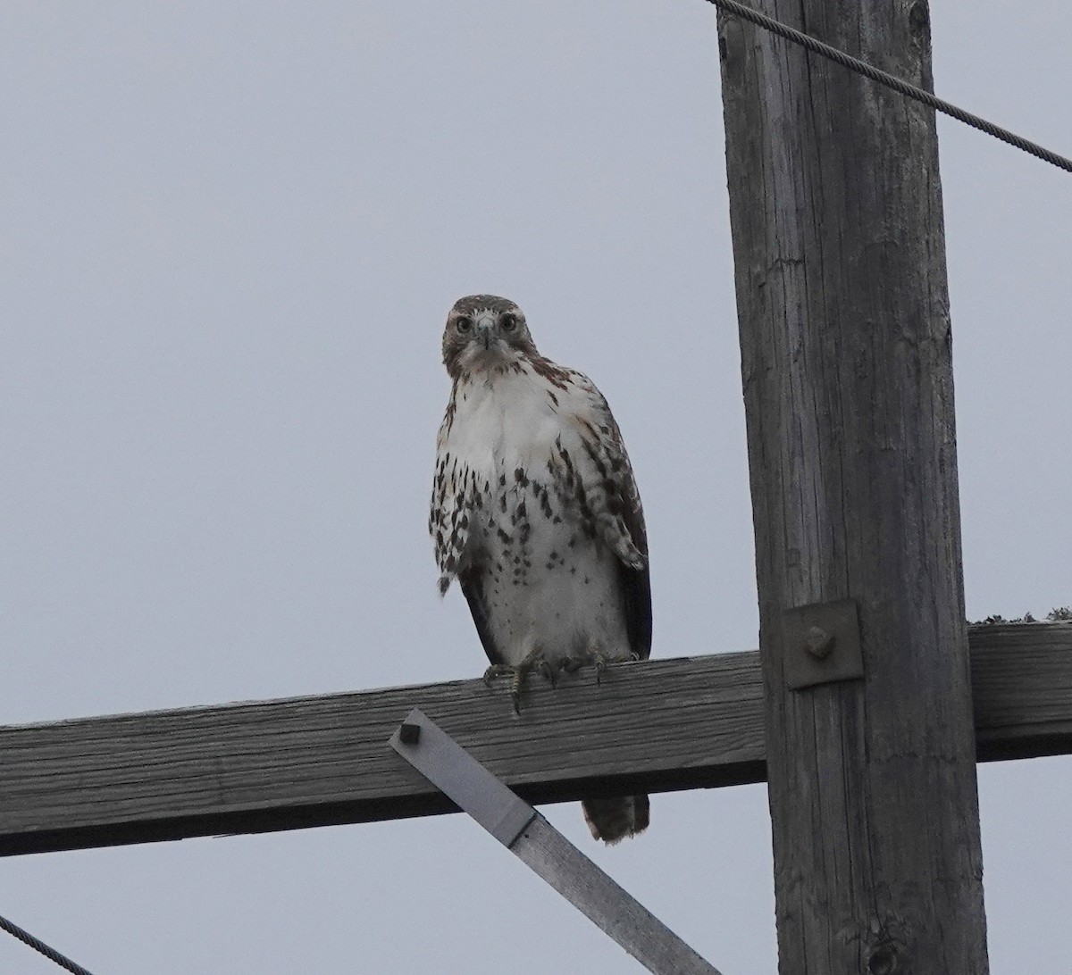 Red-tailed Hawk - ML505440551