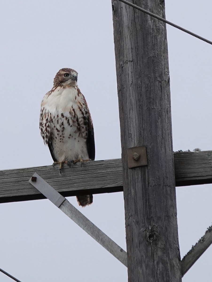 Red-tailed Hawk - ML505440651