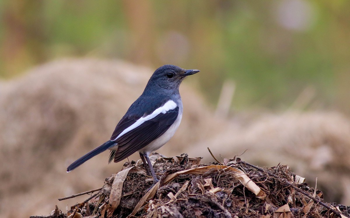 Oriental Magpie-Robin - Samim Akhter