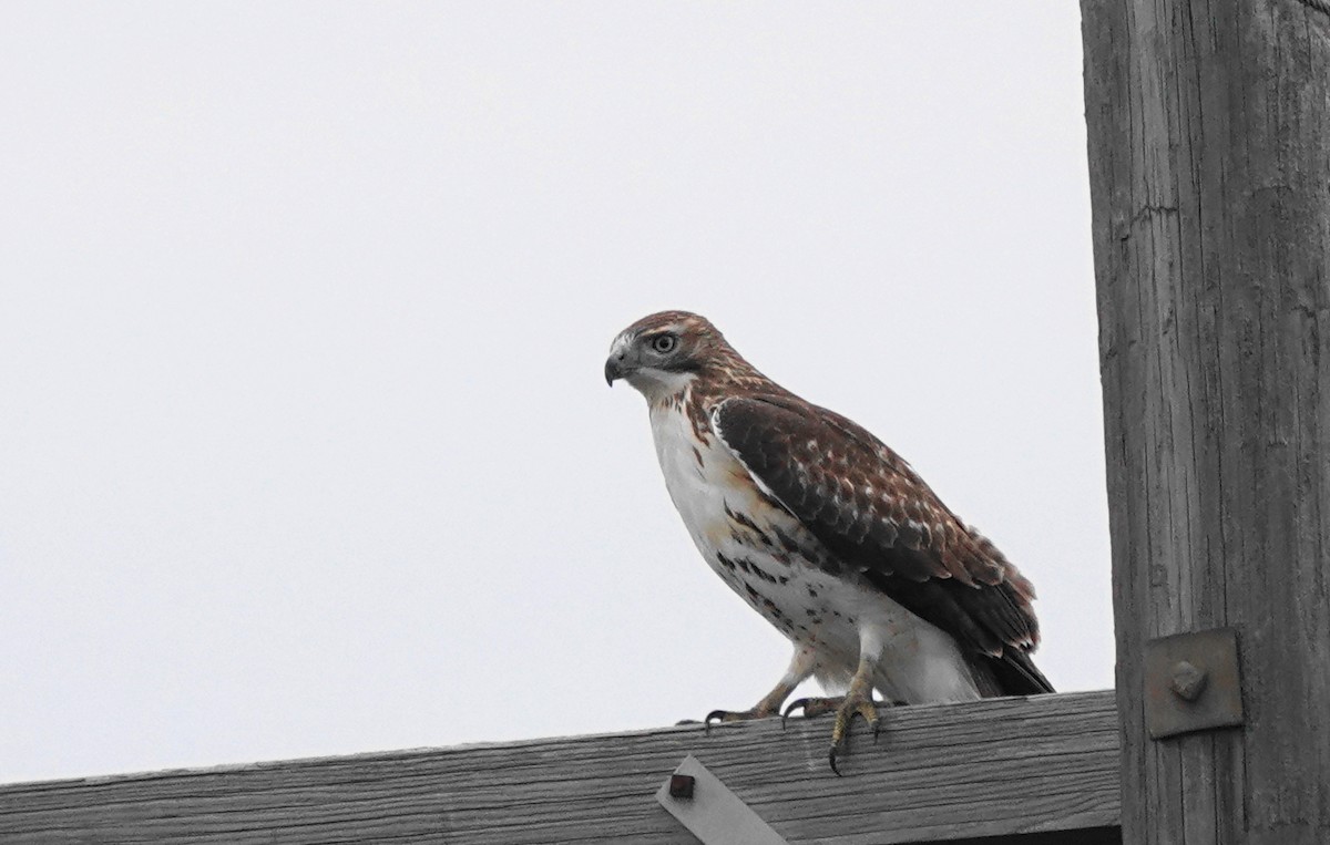 Red-tailed Hawk - ML505440751