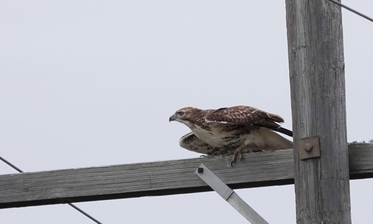 Red-tailed Hawk - ML505440771