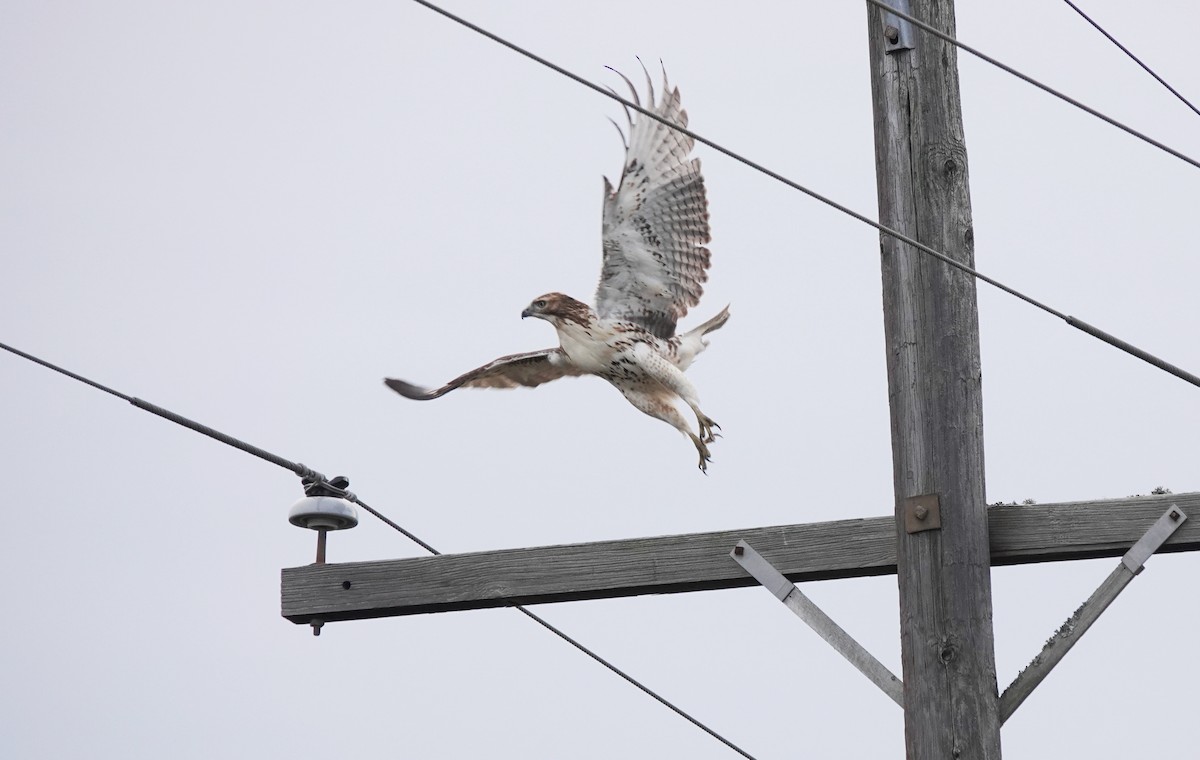 Red-tailed Hawk - ML505441271