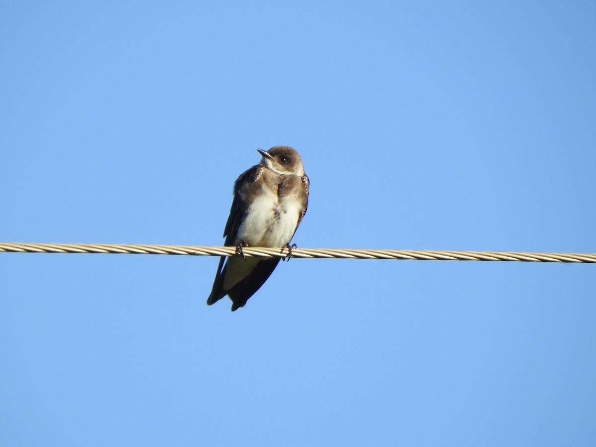 Brown-chested Martin - ML505441721