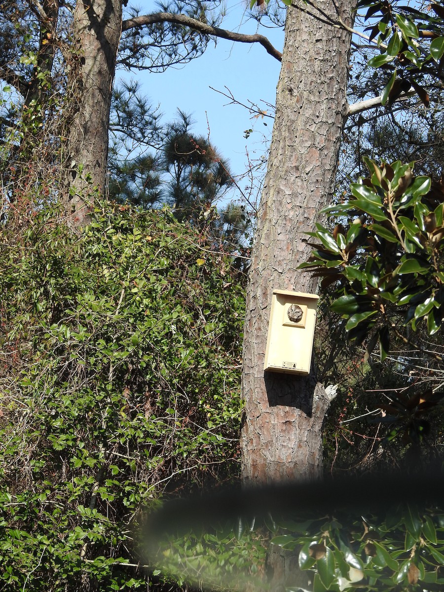 Eastern Screech-Owl - ML50544271