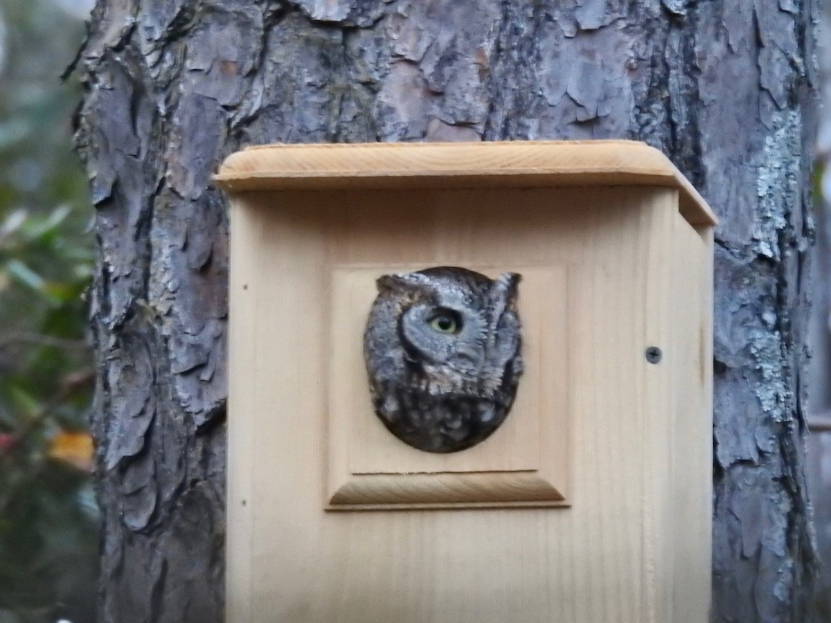 Eastern Screech-Owl - ML50544381