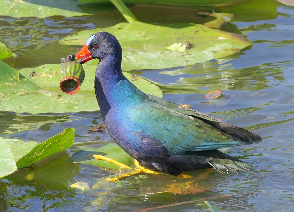 Purple Gallinule - Claire Herzog