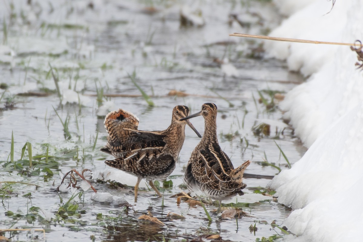 Wilson's Snipe - Christy Hibsch