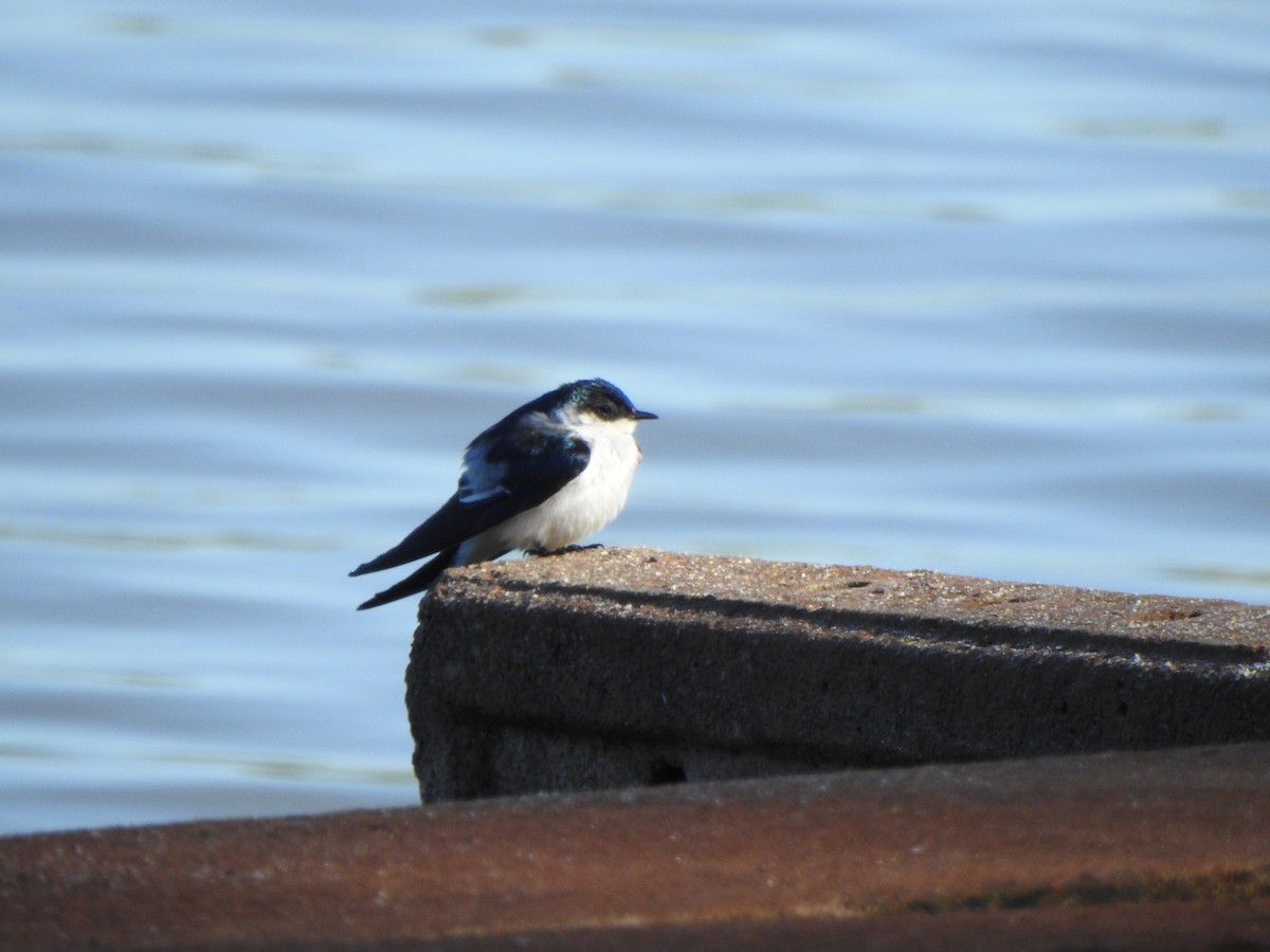 White-winged Swallow - ML505445411