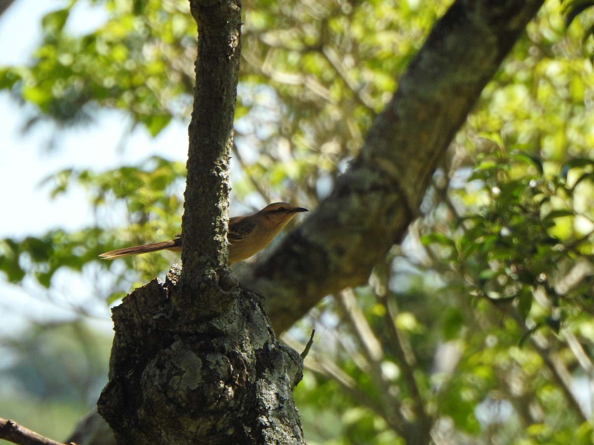 Chalk-browed Mockingbird - ML505445561