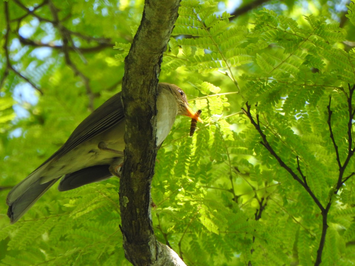 Creamy-bellied Thrush - Luciana Chiyo