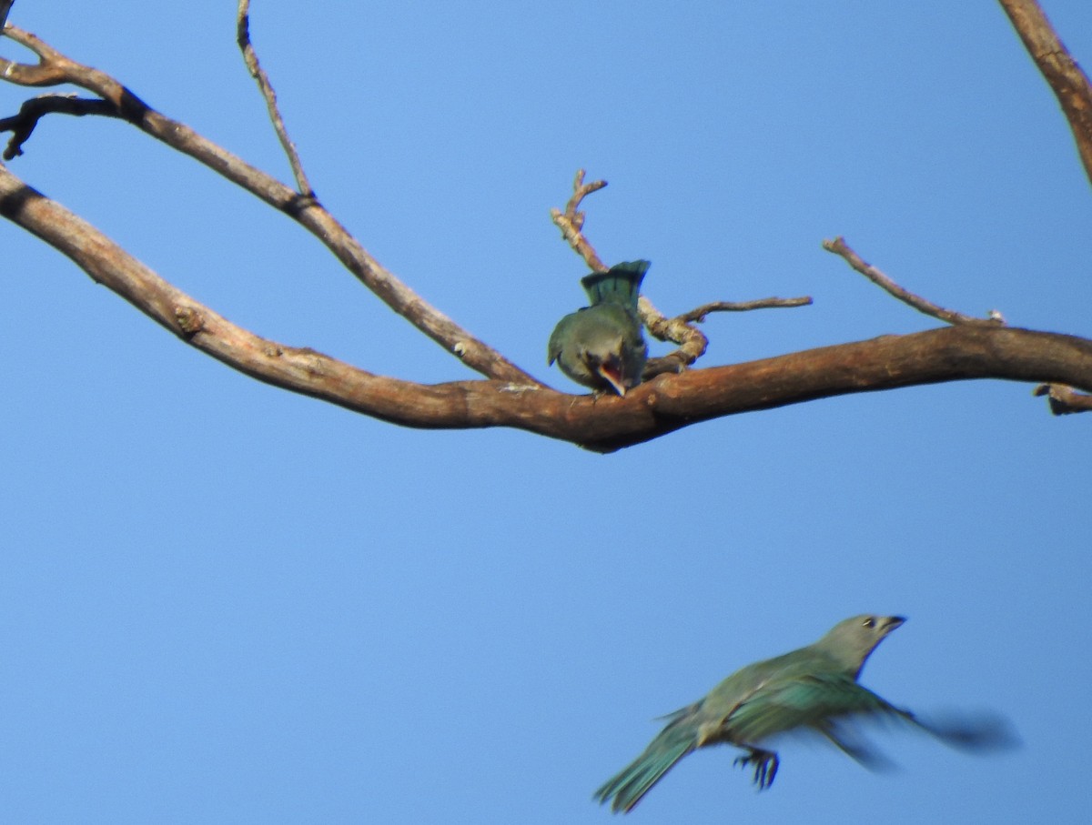 Sayaca Tanager - Luciana Chiyo