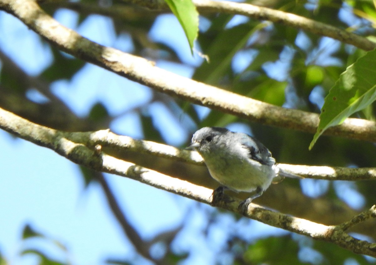 Chestnut-vented Conebill - ML505446011