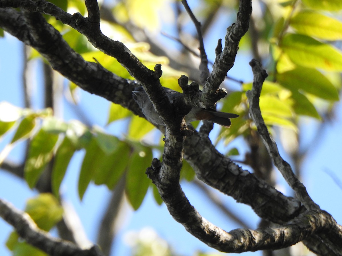 Chestnut-vented Conebill - Luciana Chiyo