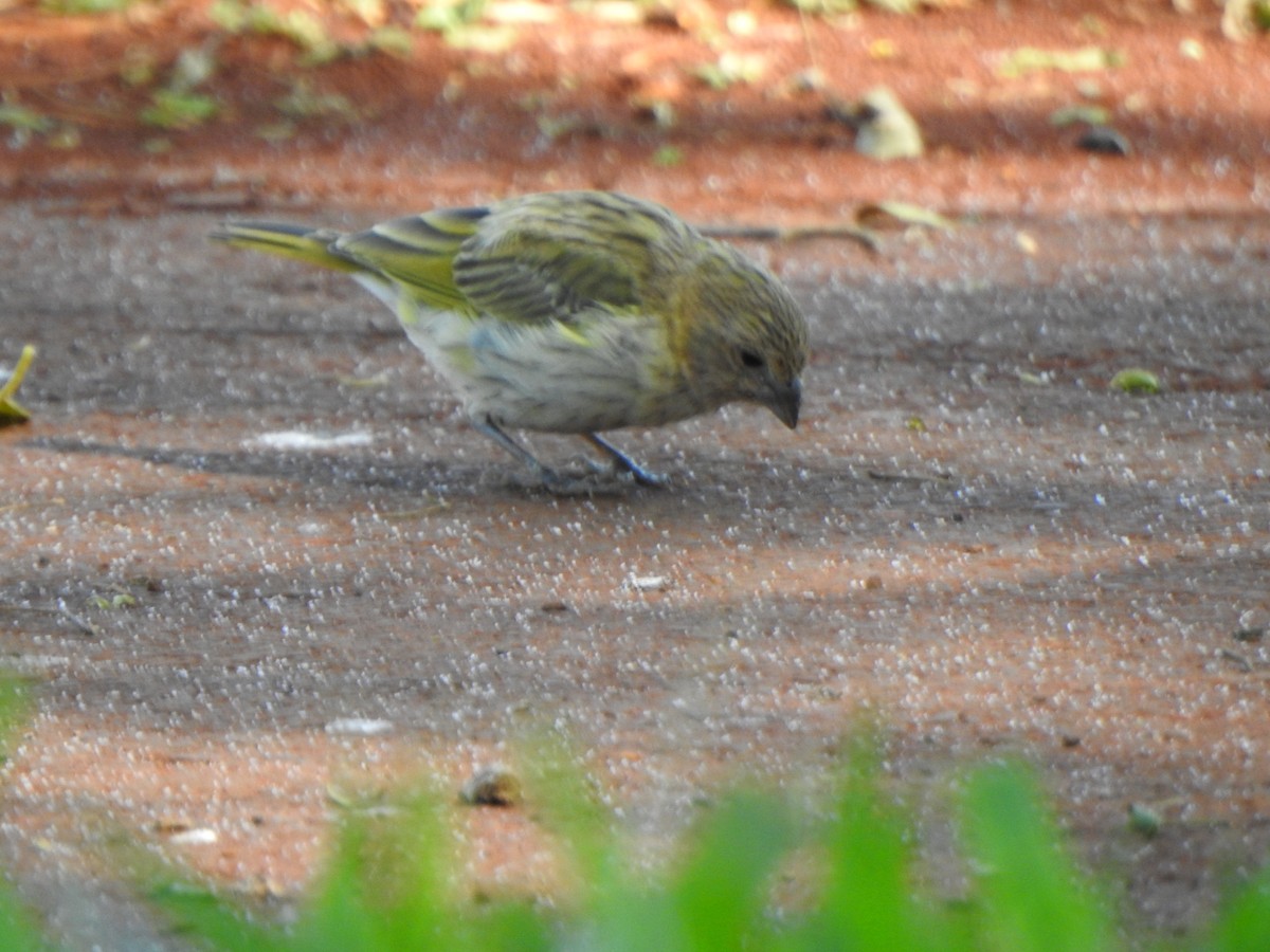 Saffron Finch - ML505446101