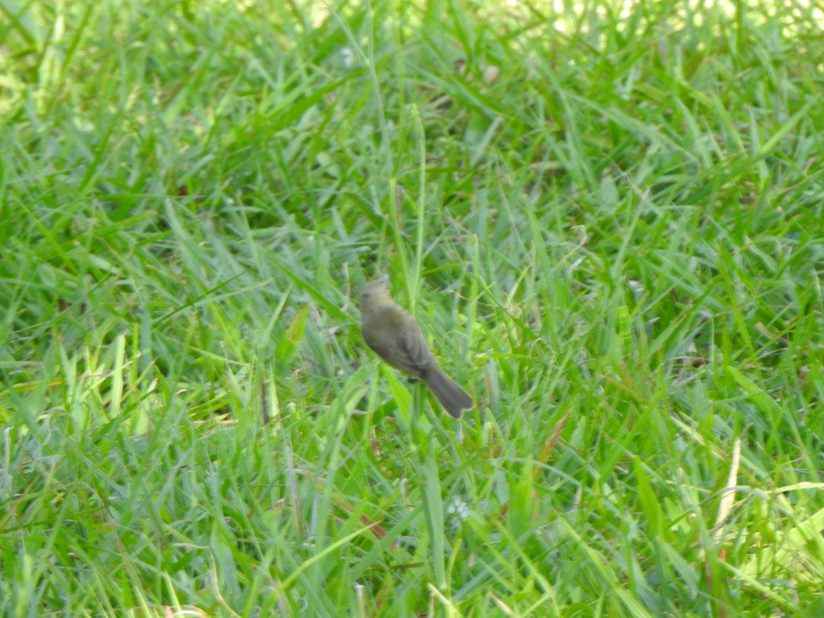 Double-collared Seedeater - Luciana Chiyo