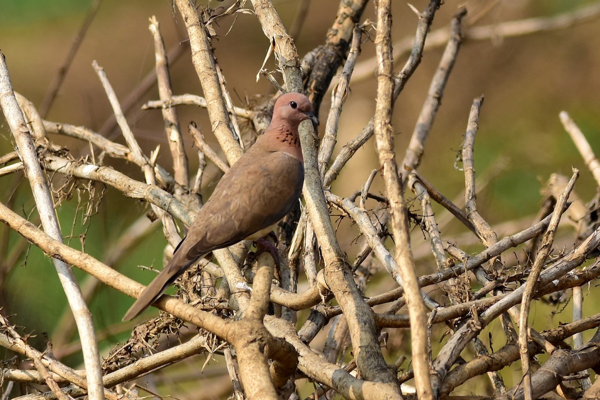 Laughing Dove - ML505446511