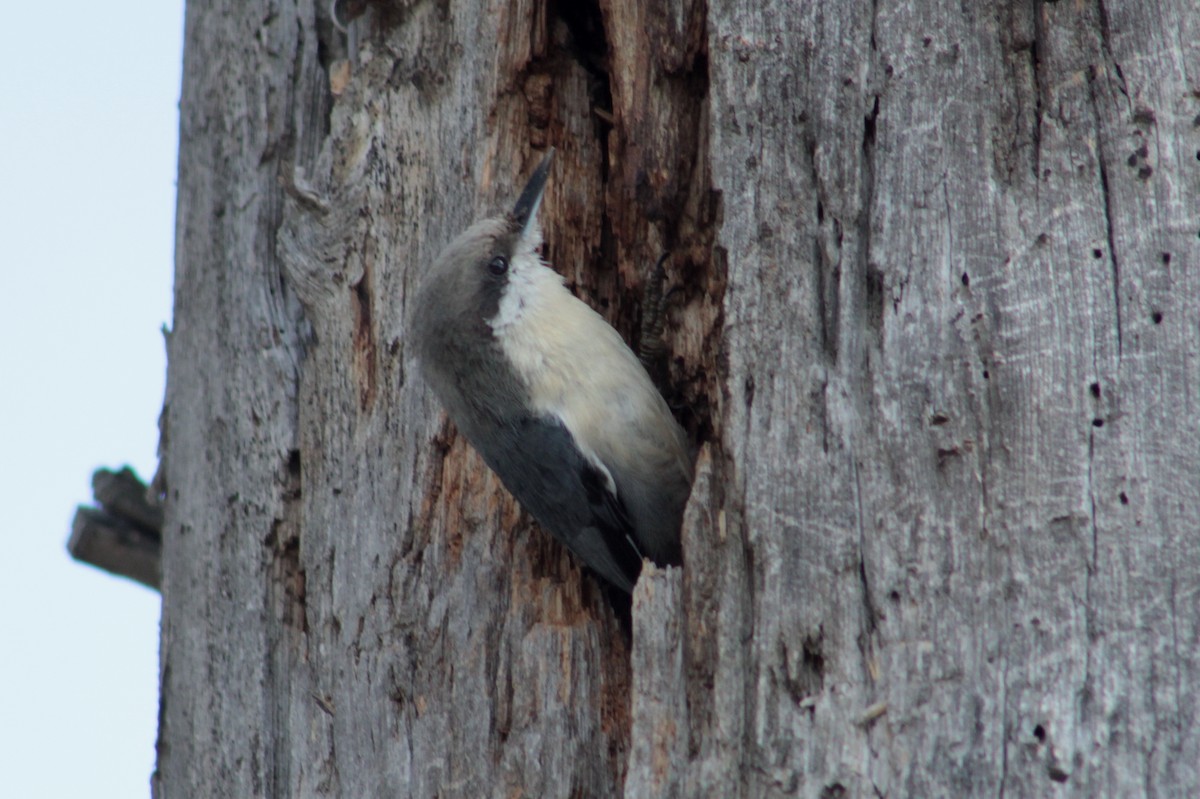 Pygmy Nuthatch - Donna Bragg