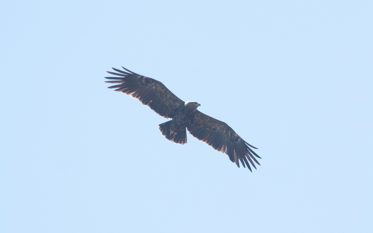 Lesser Spotted Eagle - ML505448341