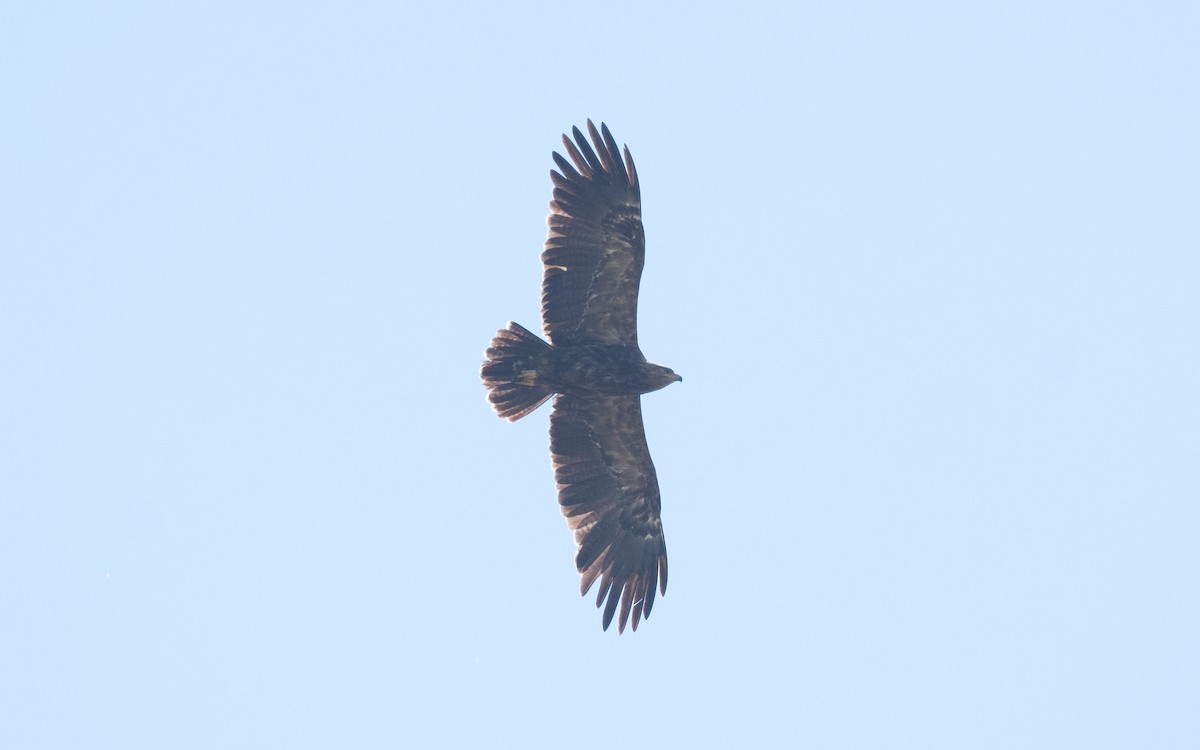 Lesser Spotted Eagle - ML505448351