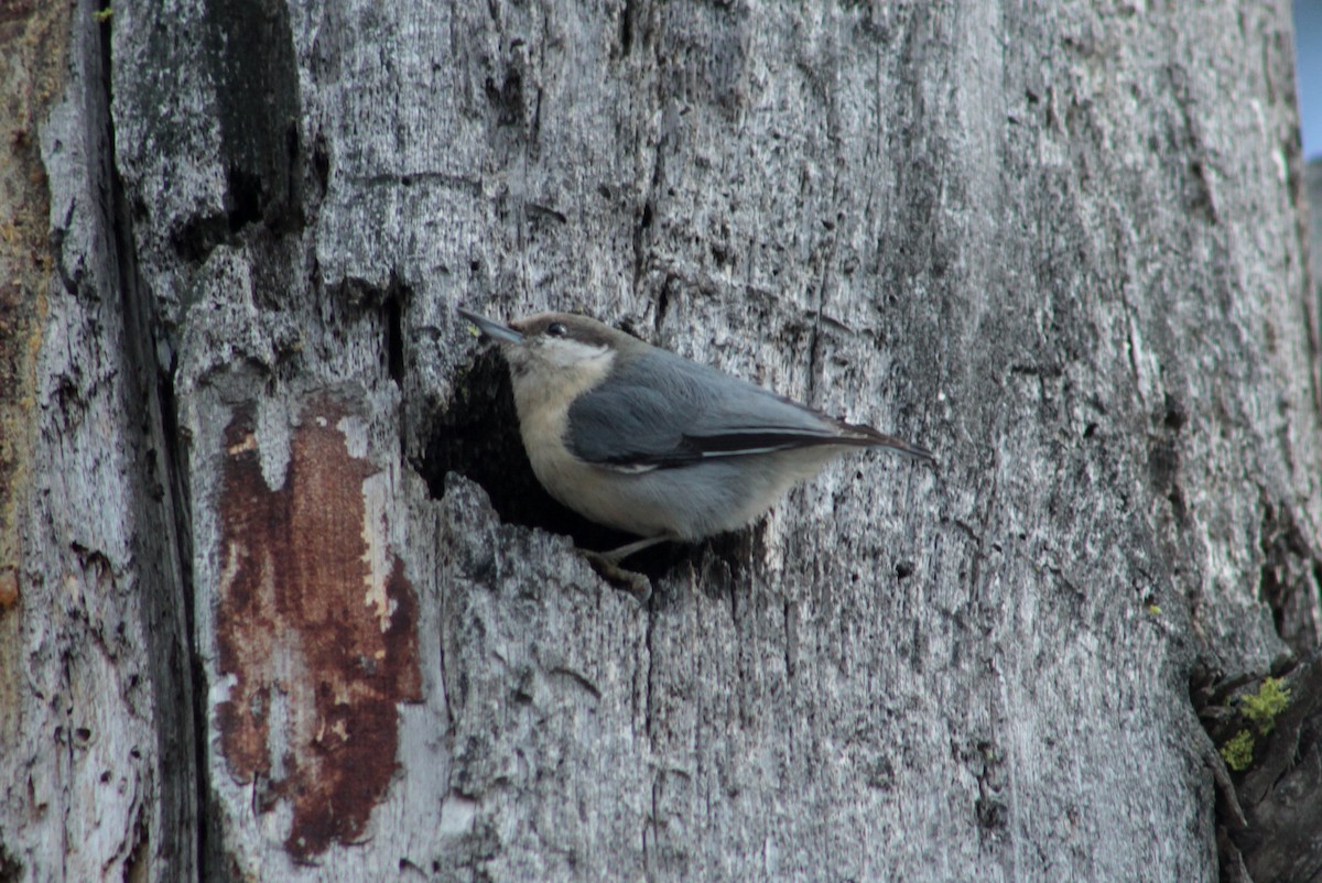 Pygmy Nuthatch - ML50544841