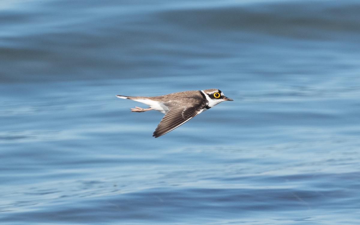 Little Ringed Plover - ML505449241