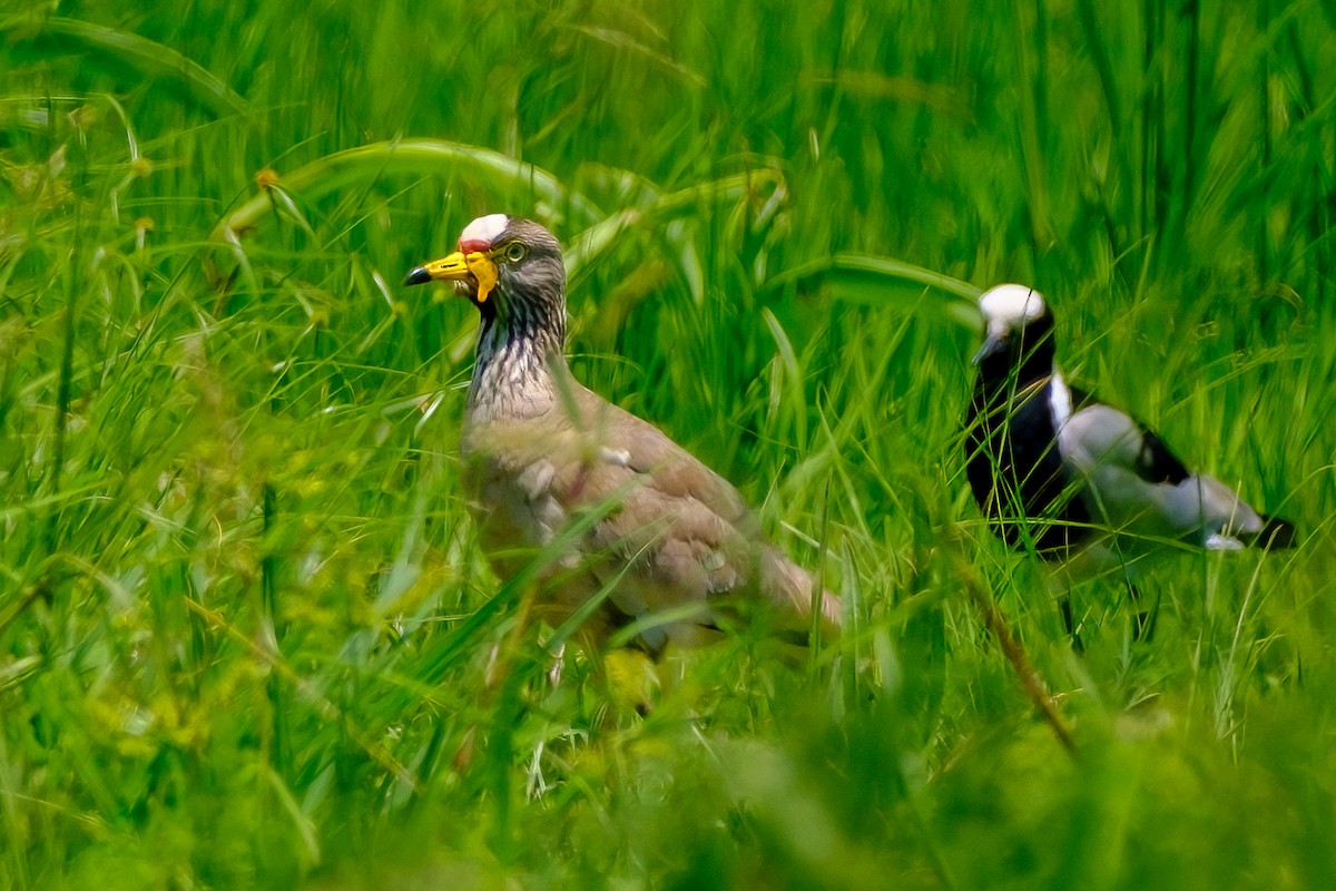 Wattled Lapwing - ML505449921