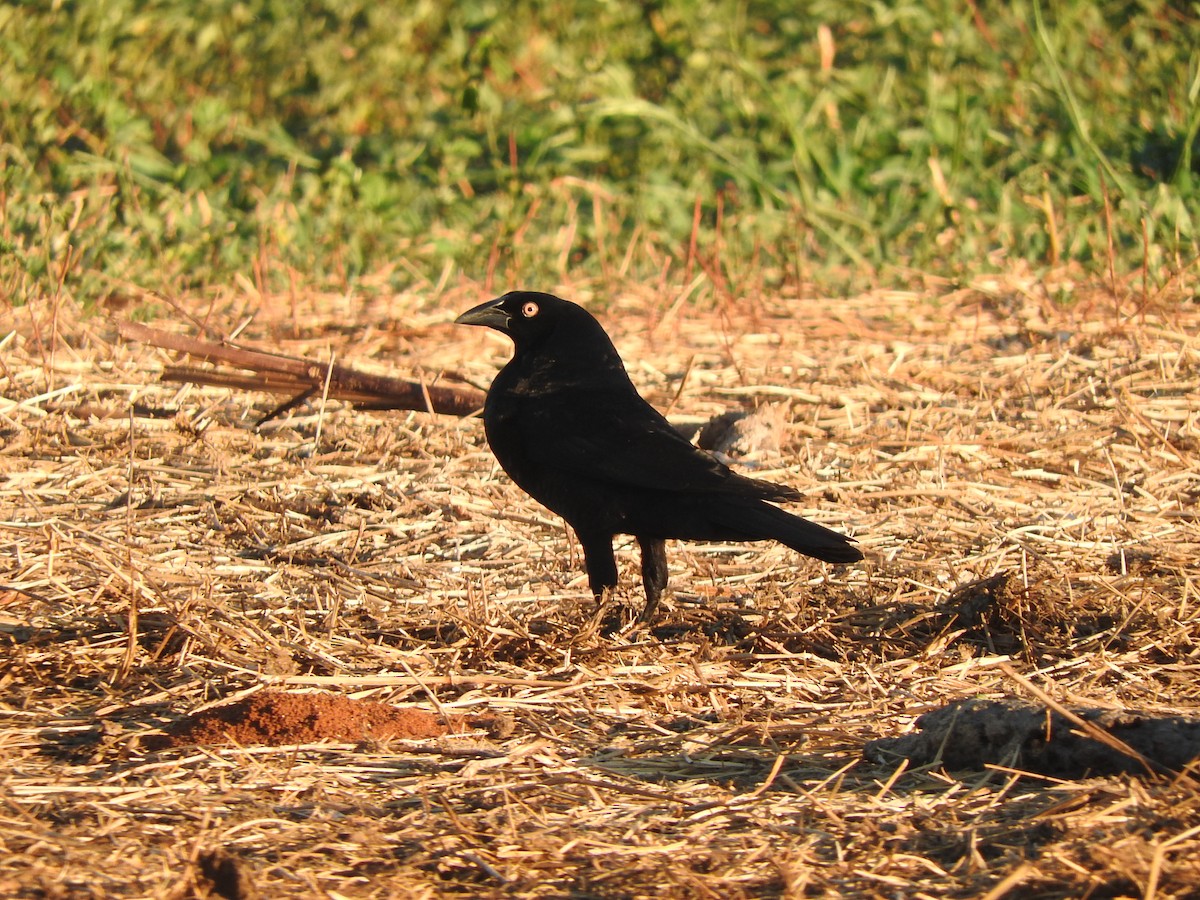 Giant Cowbird - ML505451091