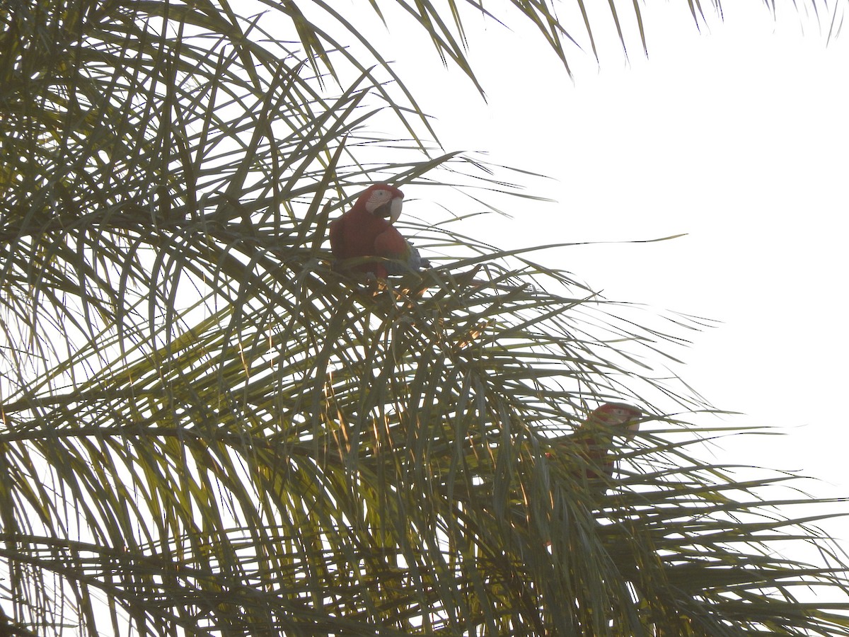 Red-and-green Macaw - ML505451131